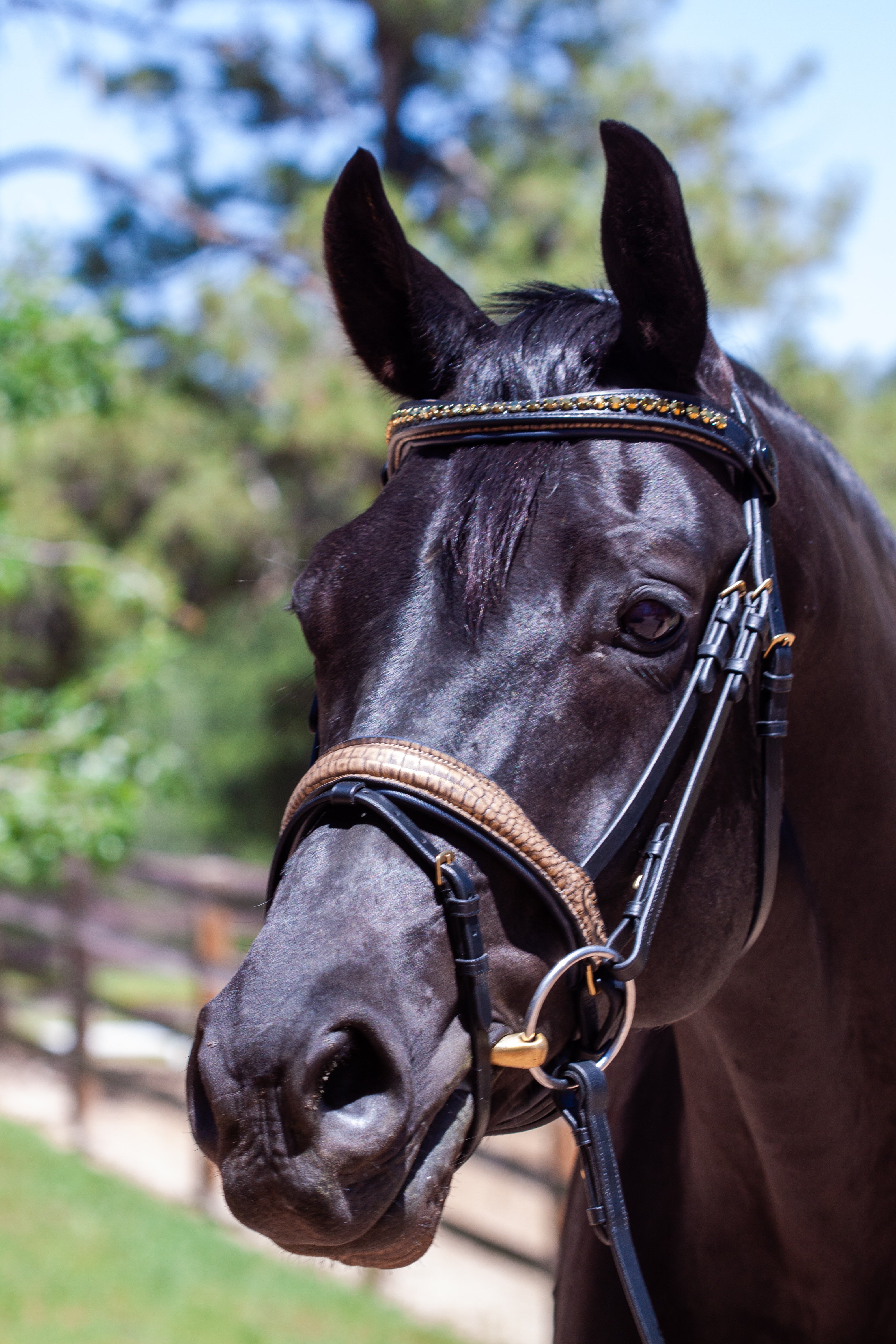 Bespoke and Custom Services – Rusty Spur Saddle Shop