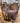 16” Skyhorse Wade Roping Saddle w Flank Cinch - Model 0998|16309