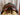 17" Bruno de Heusch CC Saddle Leathers/Irons - Cover|15432