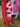 Jacqueline's Apparel Show Shirt Red/Pink MD|16511