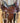15.5 Billy Cook Trail Saddle w/ Fl Cinch, Lat, Off Bill, S Straps|12795