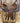 15.5” Blue Ribbon Show Saddle W Lat, OB - 6.5”  Gullet, 28” Skirt|16085