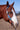 Envisioned Equestrian/Weaver Golden Tides Tack Set|14374