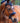 Envisioned Equestrian Neptune Bitless Bridle  - SZ Cobb - New