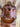 14.5” Roping Saddle w BC, Fl Cinch, Lat, OB, SS|15728