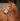 Avignon Ocala Bridle Havana  Extra Full|17615