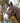 Avignon Ocala Bridle Havana  Extra Full|17616