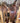 15" Fallis Balanced Ride Trail Saddle w/ BR Cllr, Lat, OB,|13593