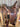 15" Fallis Balanced Ride Trail Saddle w/ BR Cllr, Lat, OB,|13593