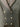 Pikeur Blue Chadbelly - SZ 10L|12771