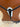 Rossano Five Point Breast Collar Extra Full|17881